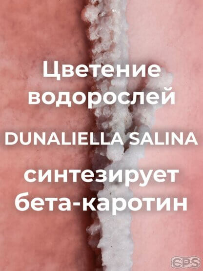 цветение водорослей dunaliella salina синтезирует бета каротин